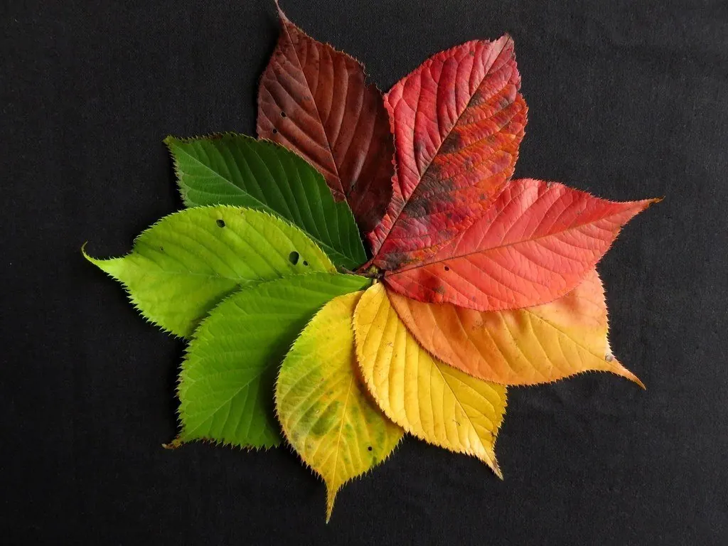 Free colorful autumn leaves image