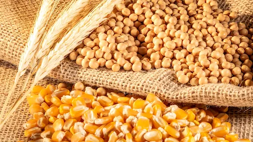 Corn, Soy & Soil: Why the Foundation of America’s Top Crops Needs a Fresh Start